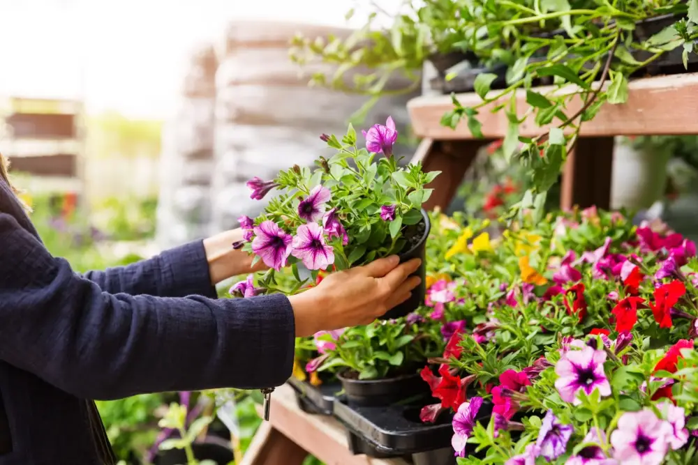 Producteur de fleurs près de Saverdun