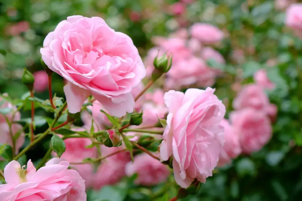 Vente de rosiers près de Saverdun