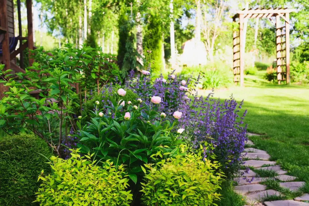 Plantes vivaces près de Saverdun