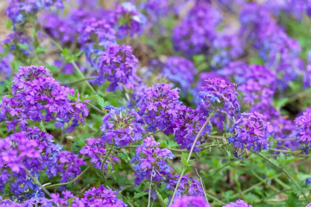 Verbena bonariensis