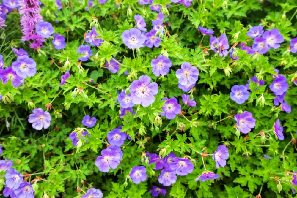 Géranium vivace macrorrhizum