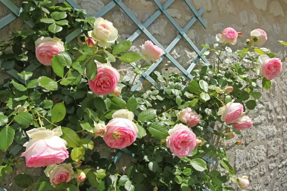 Rosier grimpant Pierre de Ronsard