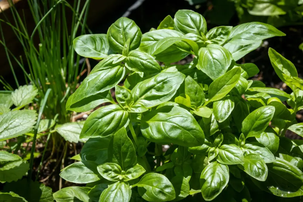Basilic Grand vert