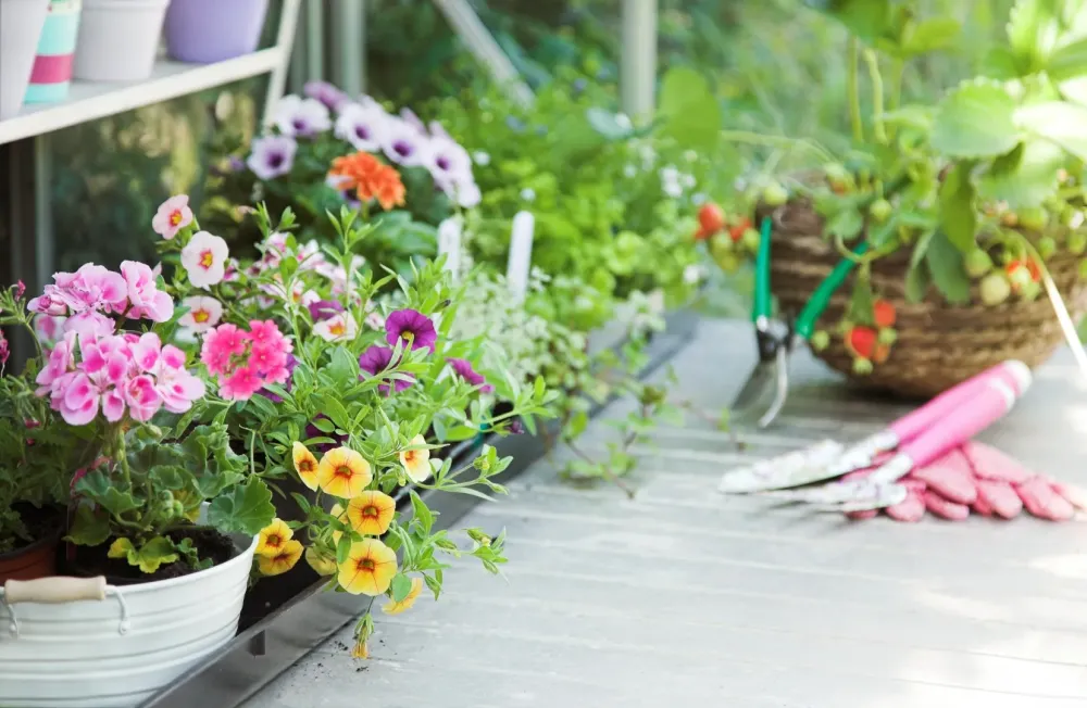 plantes en pots estérieurswebp