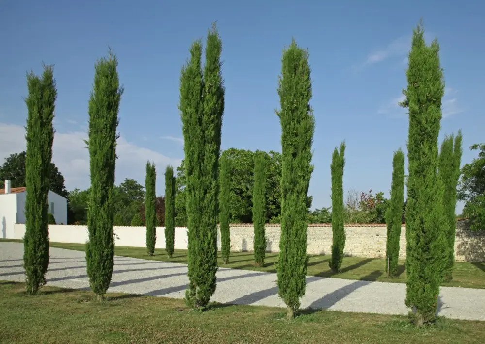 Cupressus sempervirens Totem