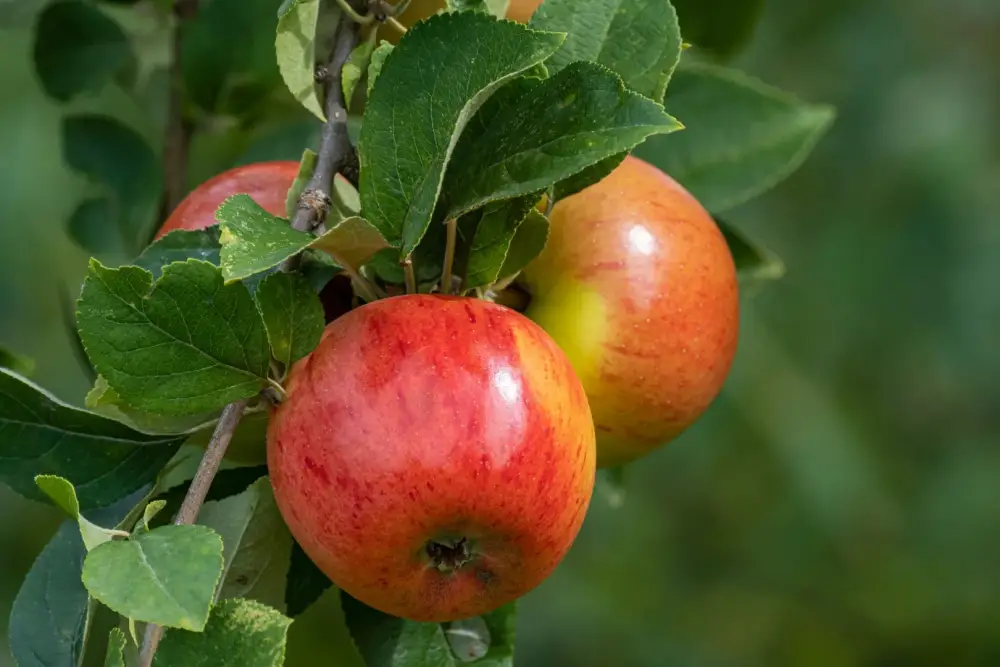 Pommier Reine des Reinettes