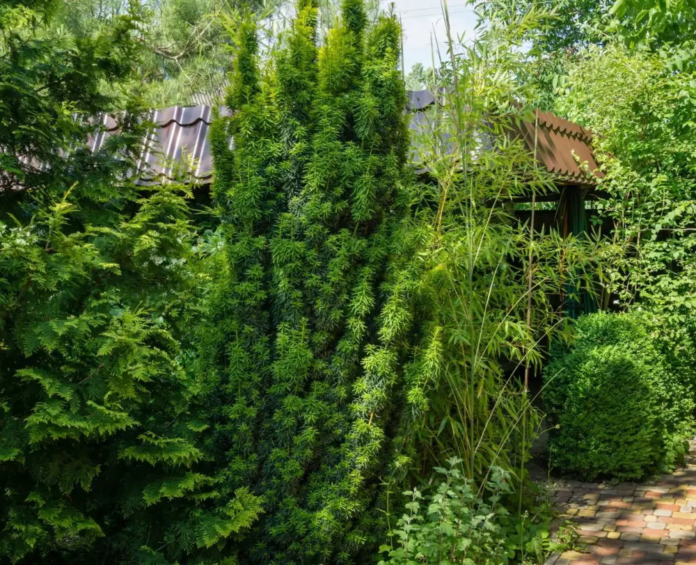 Taxus baccata Fastigiata Robusta