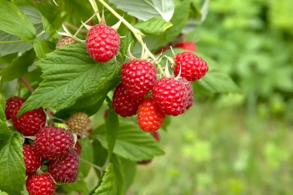 Petits fruits près de Saverdun