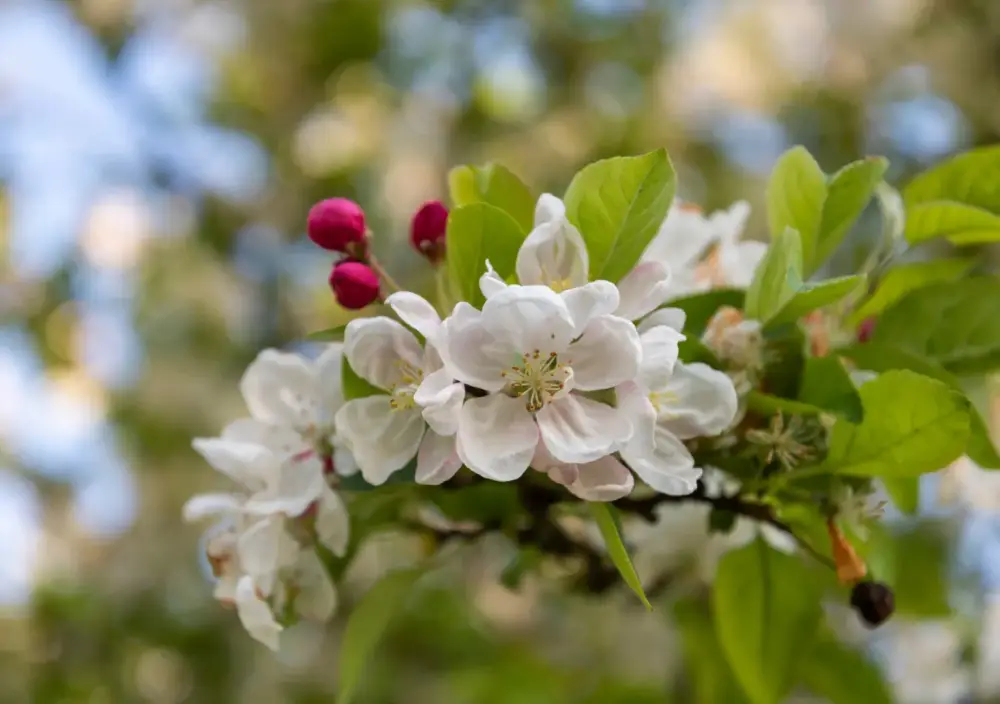 Malus Perpetu Evereste