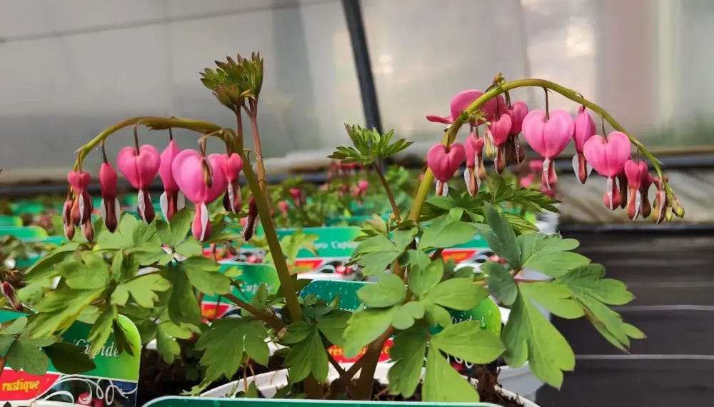 petites plantes