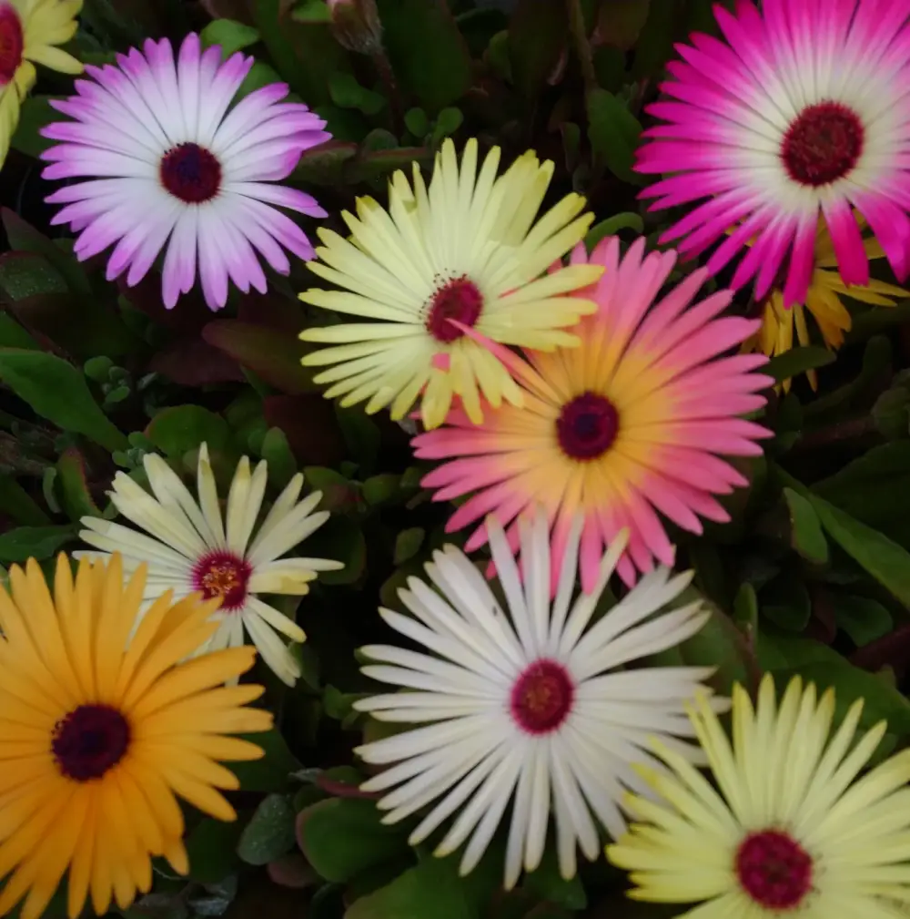 Tapis Magique Dorotheanthus bellidiformis